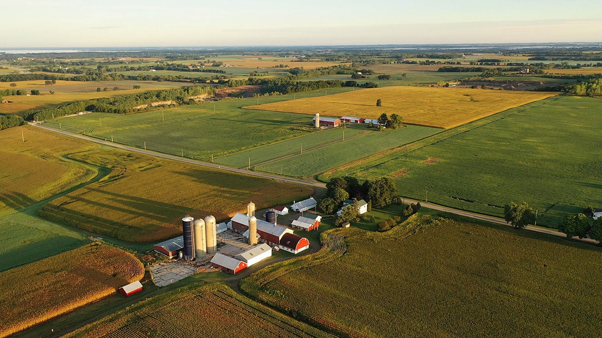 aerial view of farm, red barns, corn field in harvest season