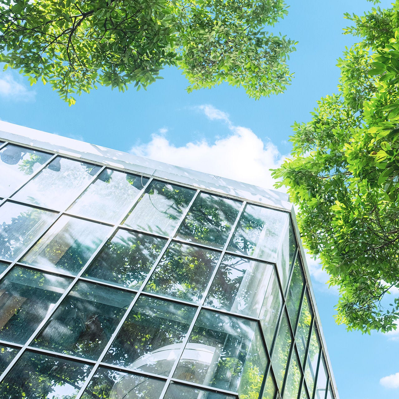 View of sky, green trees and glass office building
