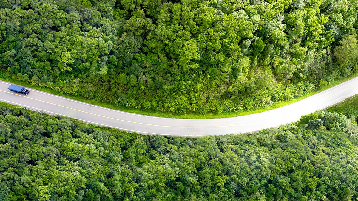 Truck traveling through green forest